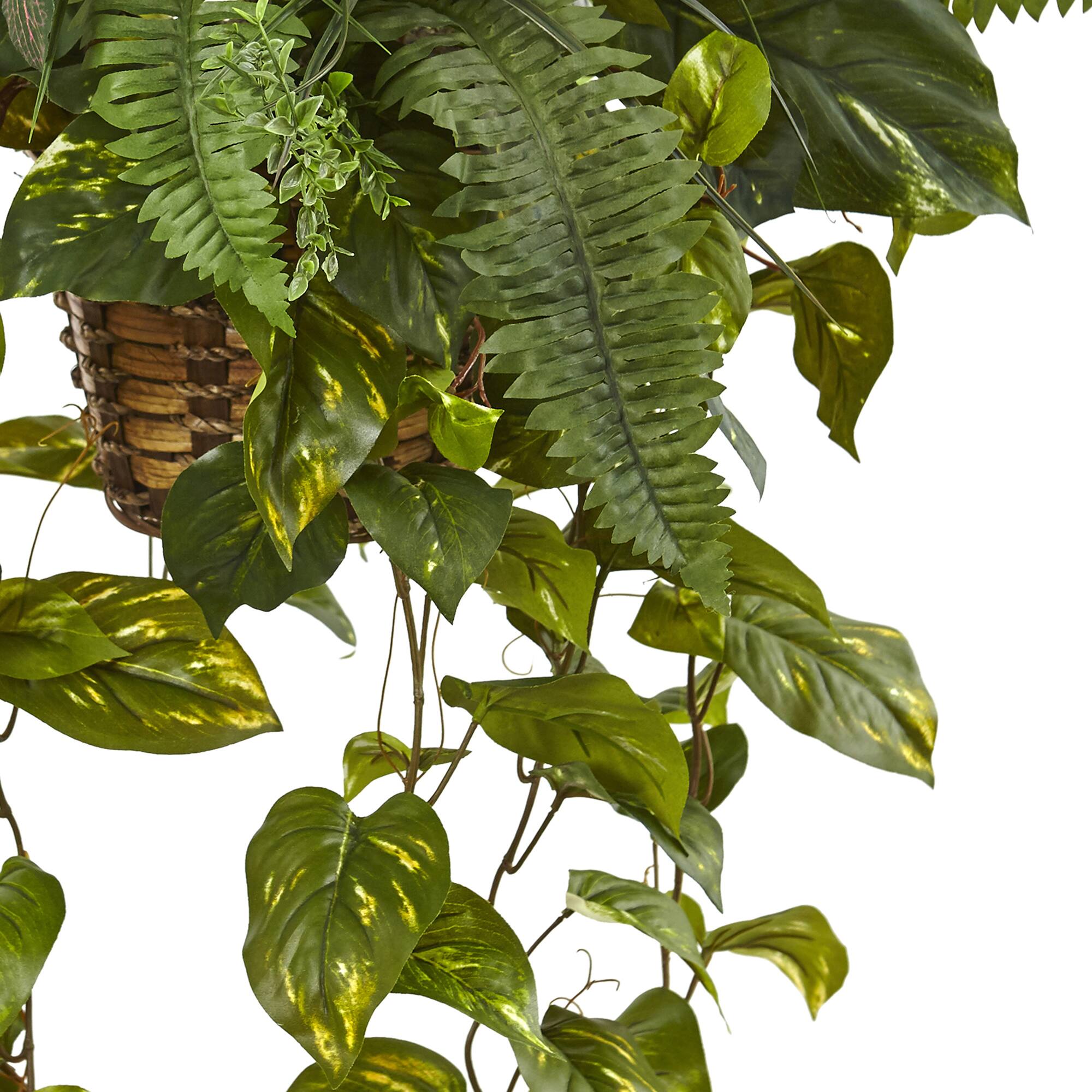 3.5ft Pothos and Boston Fern Hanging Basket